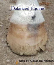 Load image into Gallery viewer, Equi Horse + Se
