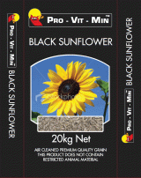 Black Sunflower