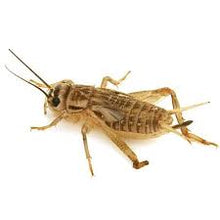 Load image into Gallery viewer, Live Crickets
