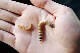 Live King Mealworms